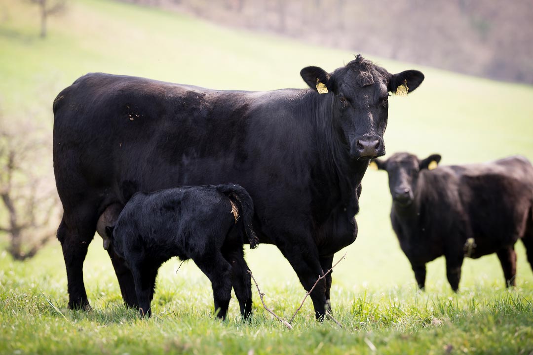 Aberdeen Angus