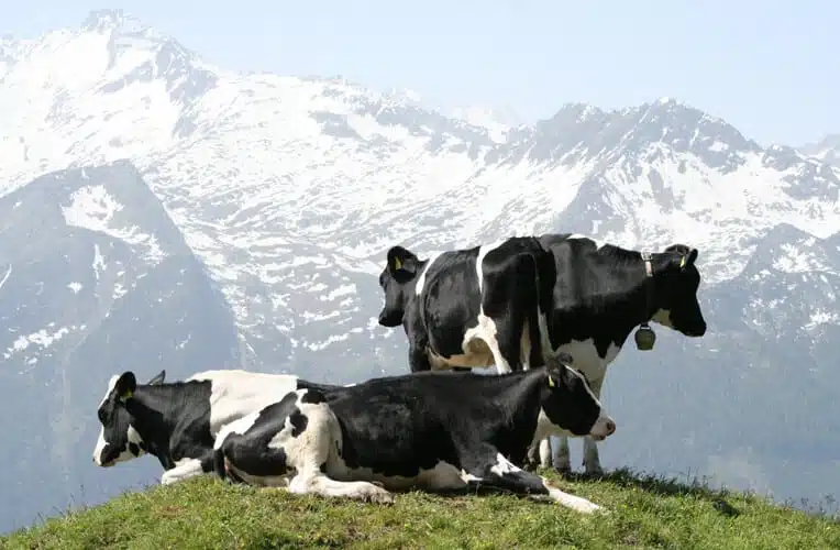 Swiss Holstein