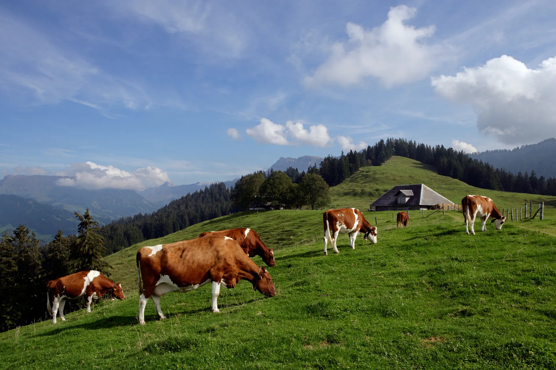 Extensive Weidehaltung im Emmental
