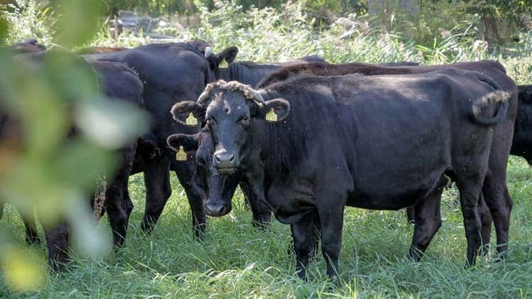 Fullblood Wagyu